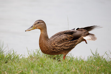 duck on the grass