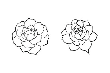 Two succulent plants outline drawing botanical