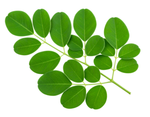 Single Moringa Leaf Branch at Diagonal Angle – Isolated on Transparent PNG.