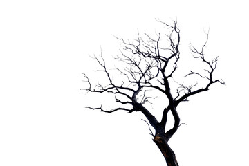 Fototapeta premium black dead tree isolated on white or transparent png 