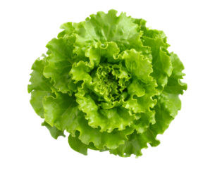 Top View of a Fresh Green Leaf Lettuce Head, Transparent PNG Cutout.