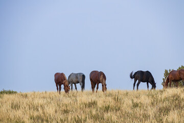 Obraz premium Wild horses at Theodore Roosevelt National Park, North Dakota