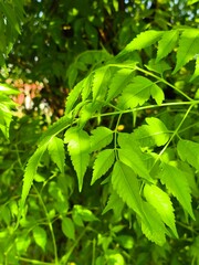 Tree Leaves 