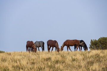 Wild horses at Theodore Roosevelt National Park, North Dakota