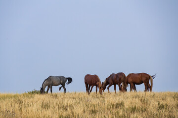 Fototapeta premium Wild horses at Theodore Roosevelt National Park, North Dakota