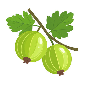 Green Gooseberries On Branch With Leaves