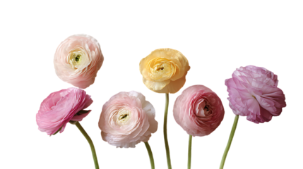 A delicate arrangement of six colorful ranunculus flowers isolated on transparent background