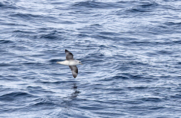 Pétrel fulmar