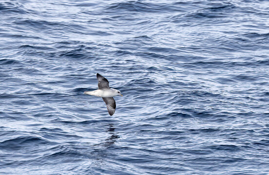 P&eacute;trel fulmar