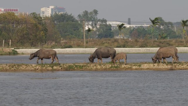 Domestic Water Buffalo Standing Near Water in Rural Vietnam Landscape
