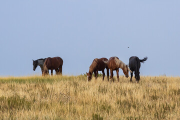 Wild horses at Theodore Roosevelt National Park, North Dakota