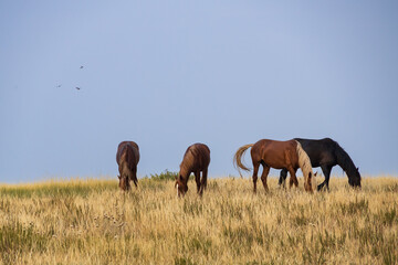 Wild horses at Theodore Roosevelt National Park, North Dakota