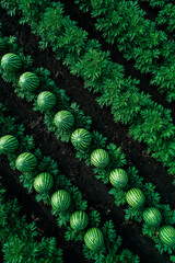 Rows of lush green watermelon plants stretch across dark soil, showcasing ripe watermelons nestled among vibrant greenery, creating a stunning agricultural scene.
