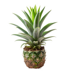 Fototapeta premium Close-up of a pineapple (5)