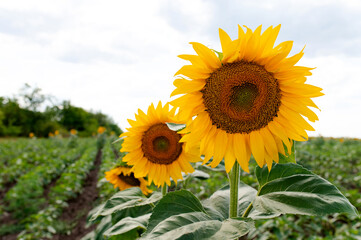 Sunflowers close-up with green stem and leaves in the field. Against the background of a blue sky in summer. Blurred background