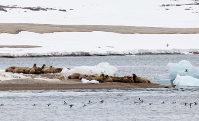 Morse au Svalbard
