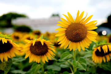 Sunflowers close-up with green stem and leaves in the field. Against the background of a blue sky in summer. Blurred background