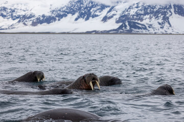 Morse au Svalbard
