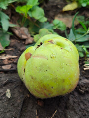 A green misshapen apple lies on the ground