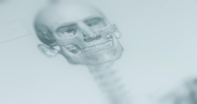 Human skull, facial bones view