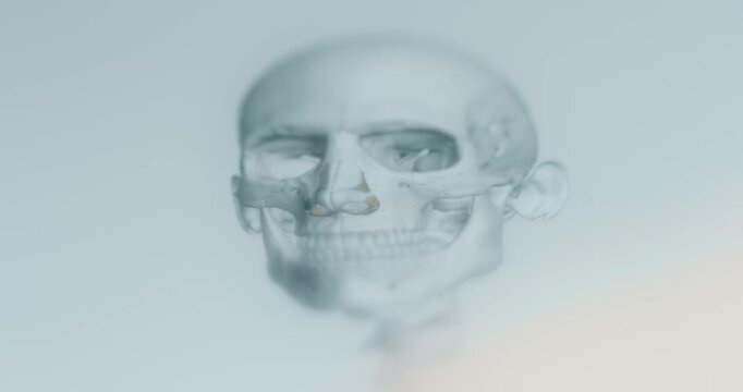 View of human head bones