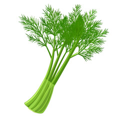 Fresh Green Celery Isolated On White Background