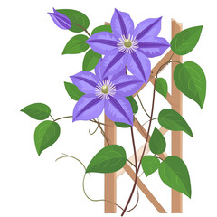 Purple Clematis Flowers On Wooden Fence Illustration