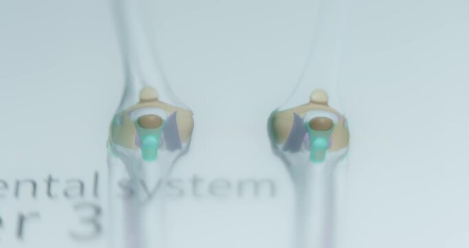 Human knee bones with ligaments study on anatomy app