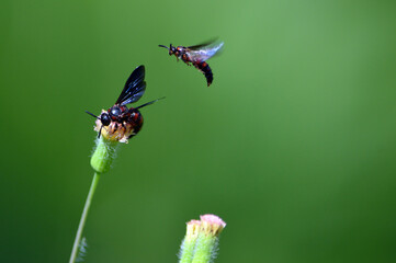 Female wasp on a tassel flower with a male wasp hovering over in an attempt to mate with her; a blurred natural green backdrop for copy space