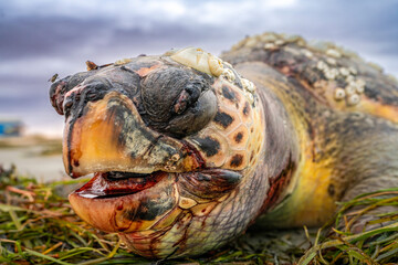 Environmental Crisis: Beached Sea Turtle on the Tunisie Coast