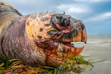 Environmental Crisis: Beached Sea Turtle on the Tunisie Coast