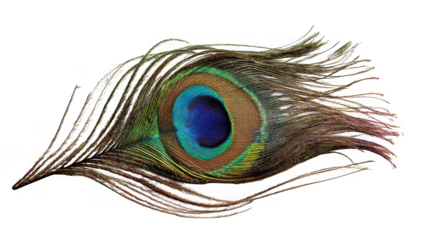 Close up of a vibrant iridescent peacock feather eye isolated on transparent background