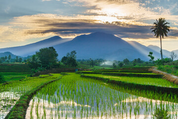 Beautiful morning view indonesia panorama landscape paddy fields with beauty color and sky natural light