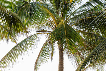 Fototapeta premium The crowns of palm trees with coconuts, view from below on blue sky background. Tropical vacation concept. High quality photo. copy space.