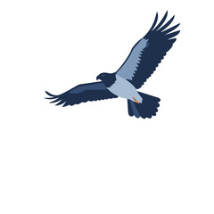 Obraz premium Flying Hawk Illustration Against White Background