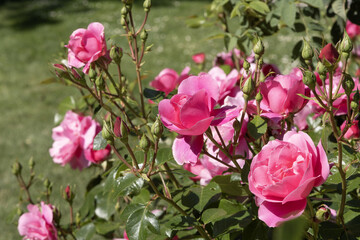 Rosier rose dans une roseraie