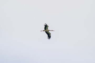 the white storks in flight in gray sky