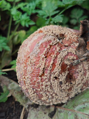 A Close-up of a Rotting Apple Covered in Mold