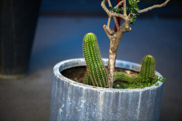 Closeup of a cactus in a pot