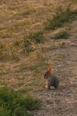 Rabbit in the grass