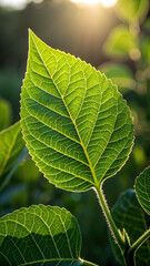 A beautiful fresh green leaf highlighted by the sun. The plant has a beautiful expressive structure.