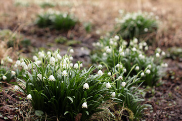 blooming spring snowflakes in spring time
