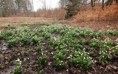 blooming spring snowflakes in spring time