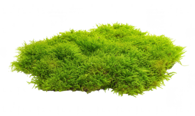 Moss, isolated on a white background, png, transparent