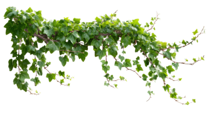 Ivy Vine Green Leaves Foliage Plant Decoration