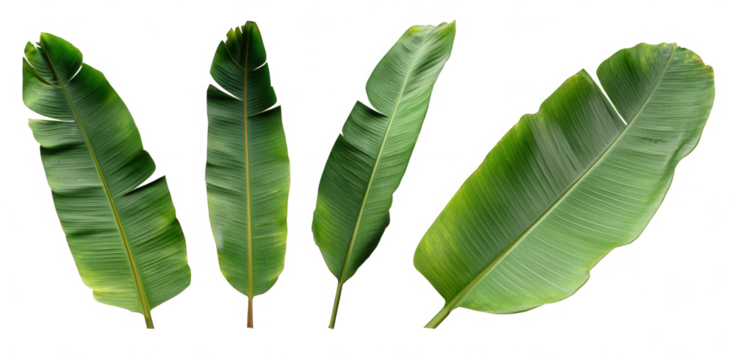 Set of tropical banana leaves isolated on a white background, png, transparent