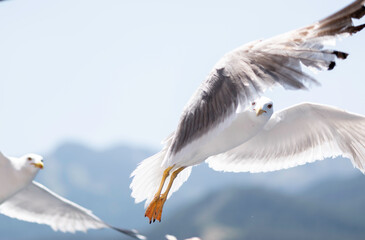A seagull flying above the sea.