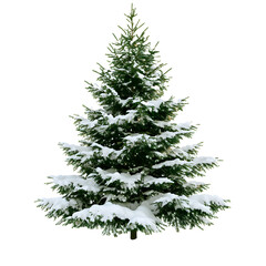 Fototapeta premium A beautifully shaped evergreen fir tree covered in fresh white snow isolated on transparent background