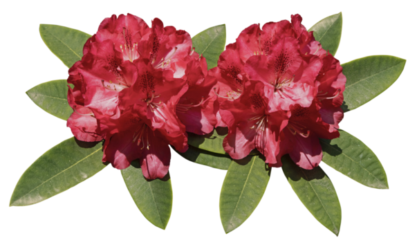 Fleurs de rhododendron rouge	