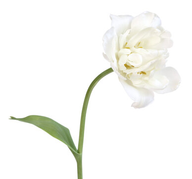 Tulipe &agrave; fleur de pivoine blanche
